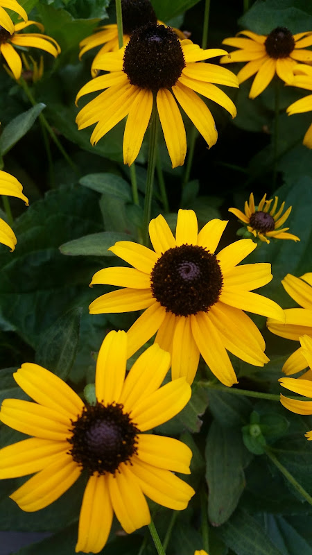 Evergreen Nursery, Inc. photo
