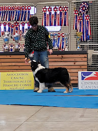 Photo n°19 de Elevage berger-australien, pension canine à Vaire (Éleveur)