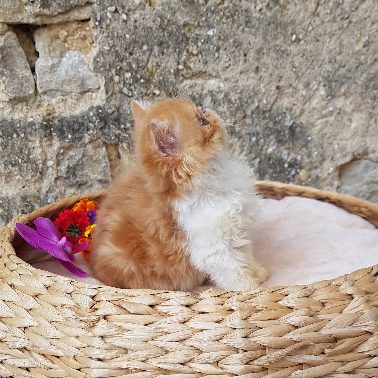 Chats Persans Alsace La Comte De Bastet Chatons Eleveur A Voellerdingen