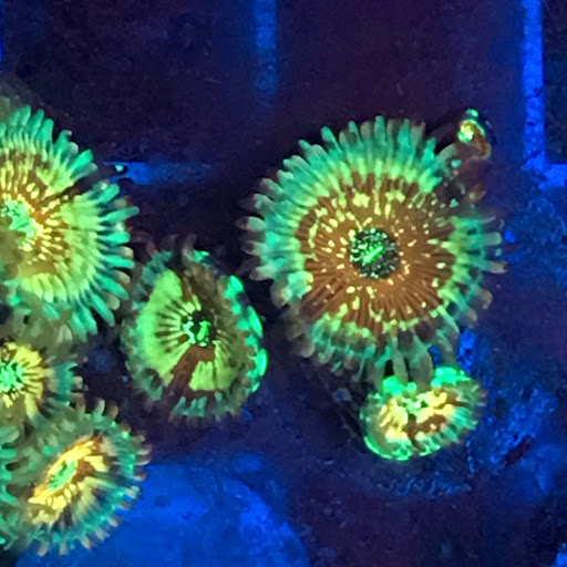 Summers Aquatics - Visual