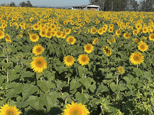 Hunter Valley Sunflowers