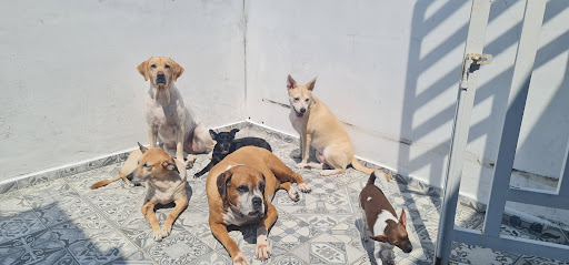"VETERINARIA 2 CAMINOS"