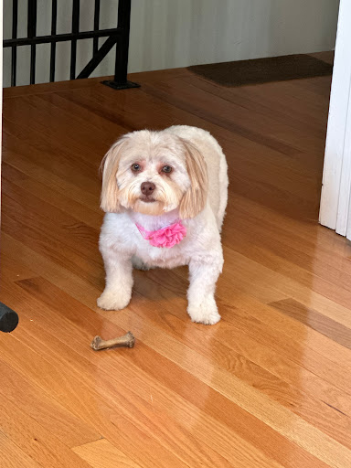 A Dapper Yapper Mobile Dog Grooming, LLC - Thumbnail