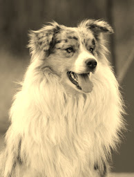 Photo n°1 de Les Chiens de l'Essenciel à Choisy (Magasin d'articles pour animaux)