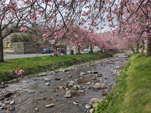 Dollar Cherry Blossom