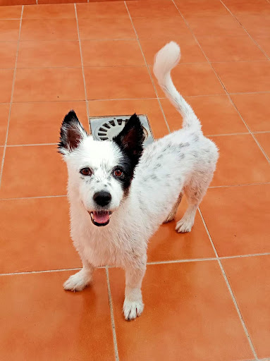 Clínica Veterinaria Dacovet