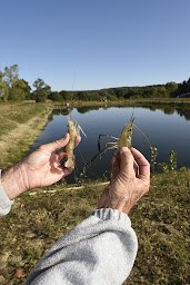 Photo n°7 de Gascogne Aquaculture (Gambas d'Ici) à Idrac-Respaillès (Ferme d'aquaculture)