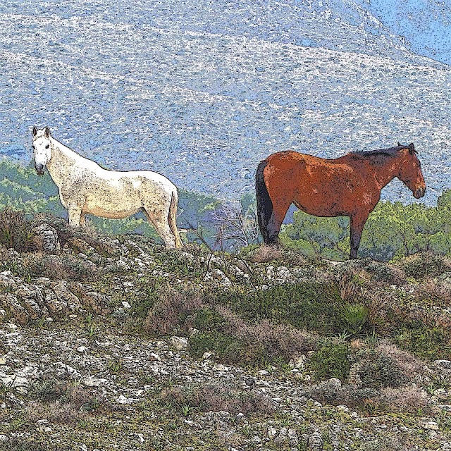 Cala Torta