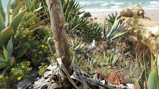 Praia de João de Arens