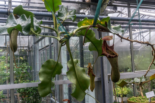 Visit Botanischer Garten Der Universitat Ulm On Your Trip To Ulm