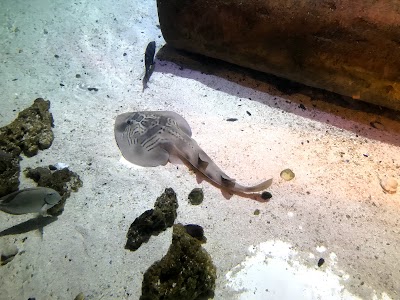 SEA LIFE Michigan Aquarium