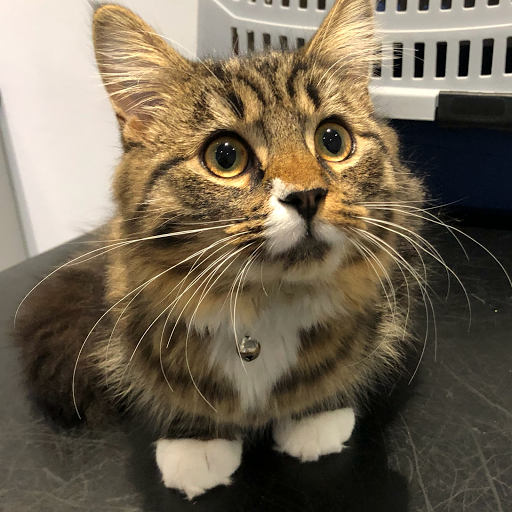Barry's Vets - Thumbnail