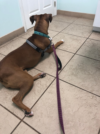 Bayridge Veterinary Hospital - Thumbnail