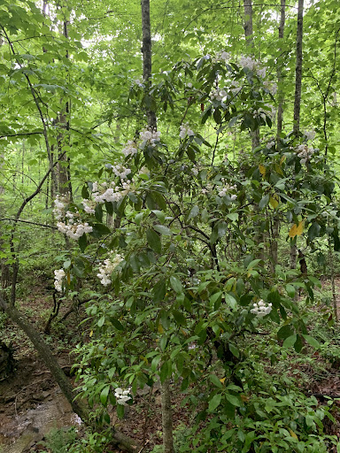 St. George Trail - Thumbnail