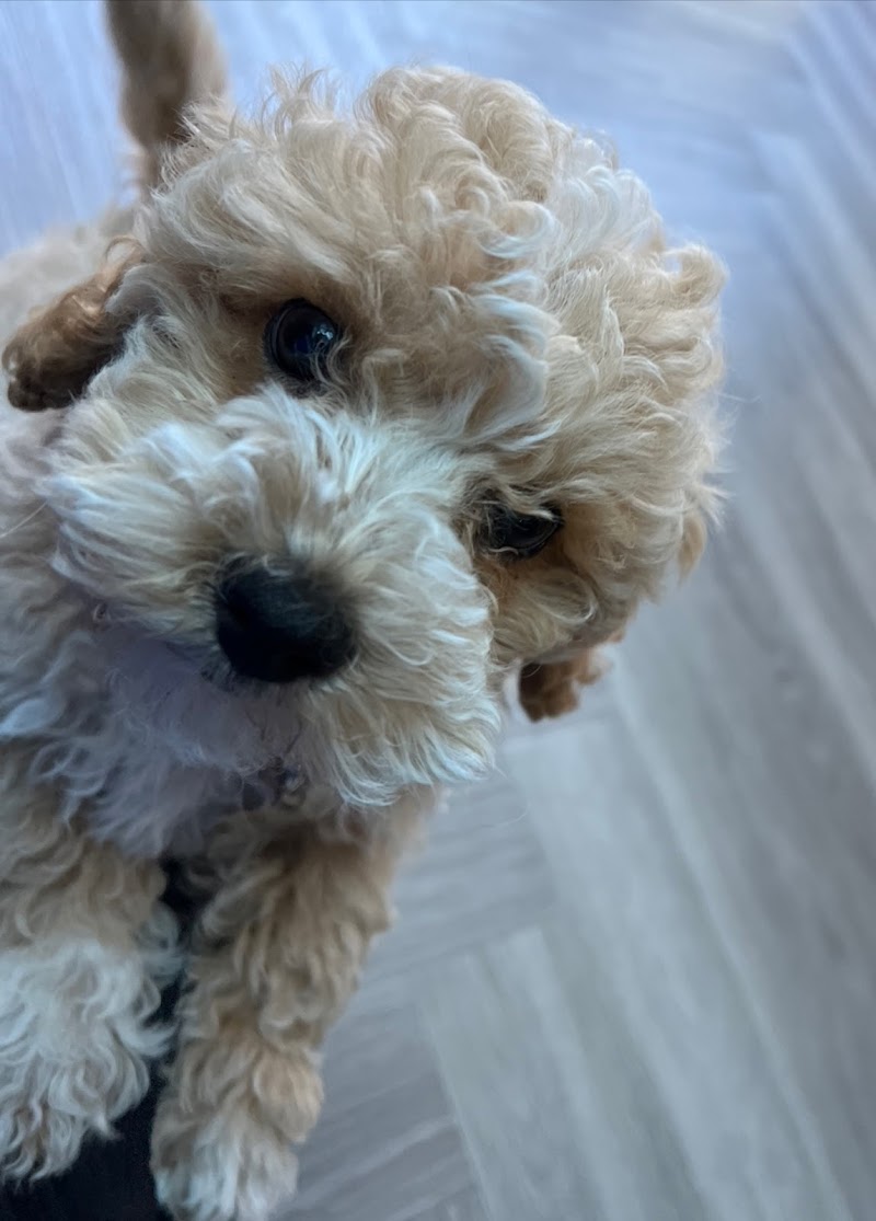 Mark Antony Estates photo 2