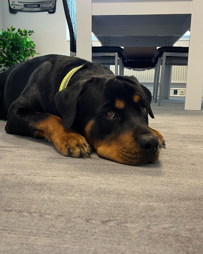 Hundeschule Spiering - Thumbnail