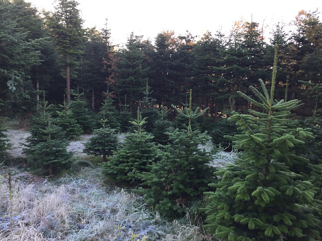 Spoelsbjerg juletræer & græskar - Jyllinge