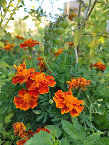 Jardins partagés de Bel Air - Thumbnail