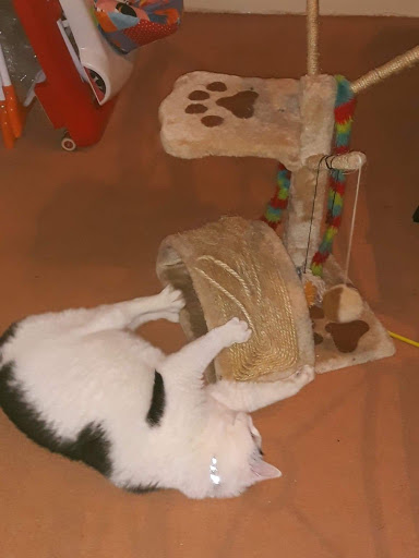 Crazy cats. - Visual