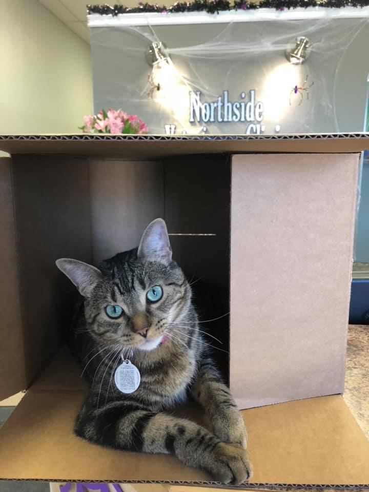 Northside Veterinary Clinic