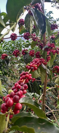 PRODUCTORES DE CAFE CAPITAN LUIS A VIDAL S.P.R. DE R.L. - Thumbnail