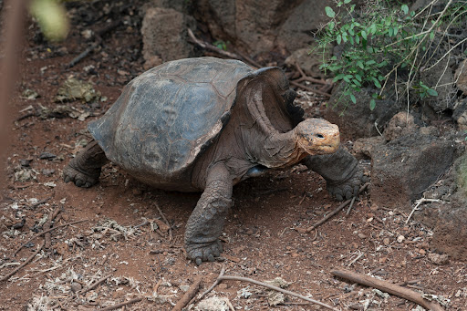 Galapagos Wildlife US - Thumbnail
