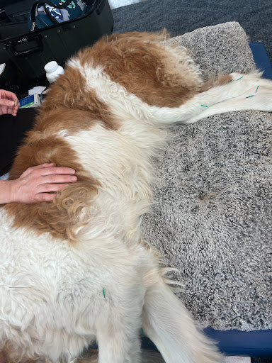 Kokopelli Integrative Veterinary Care