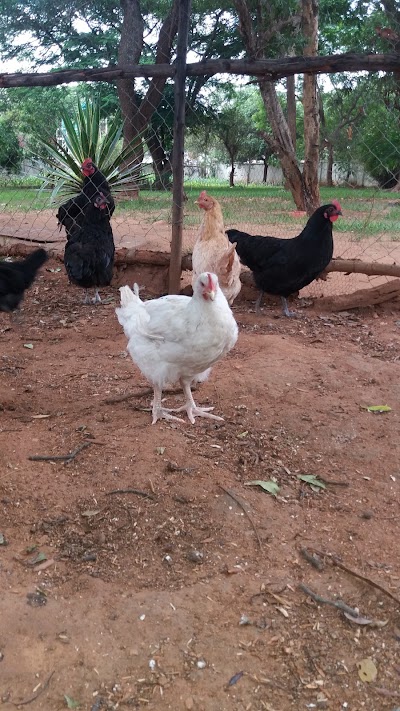 Photos of Safara Lodge