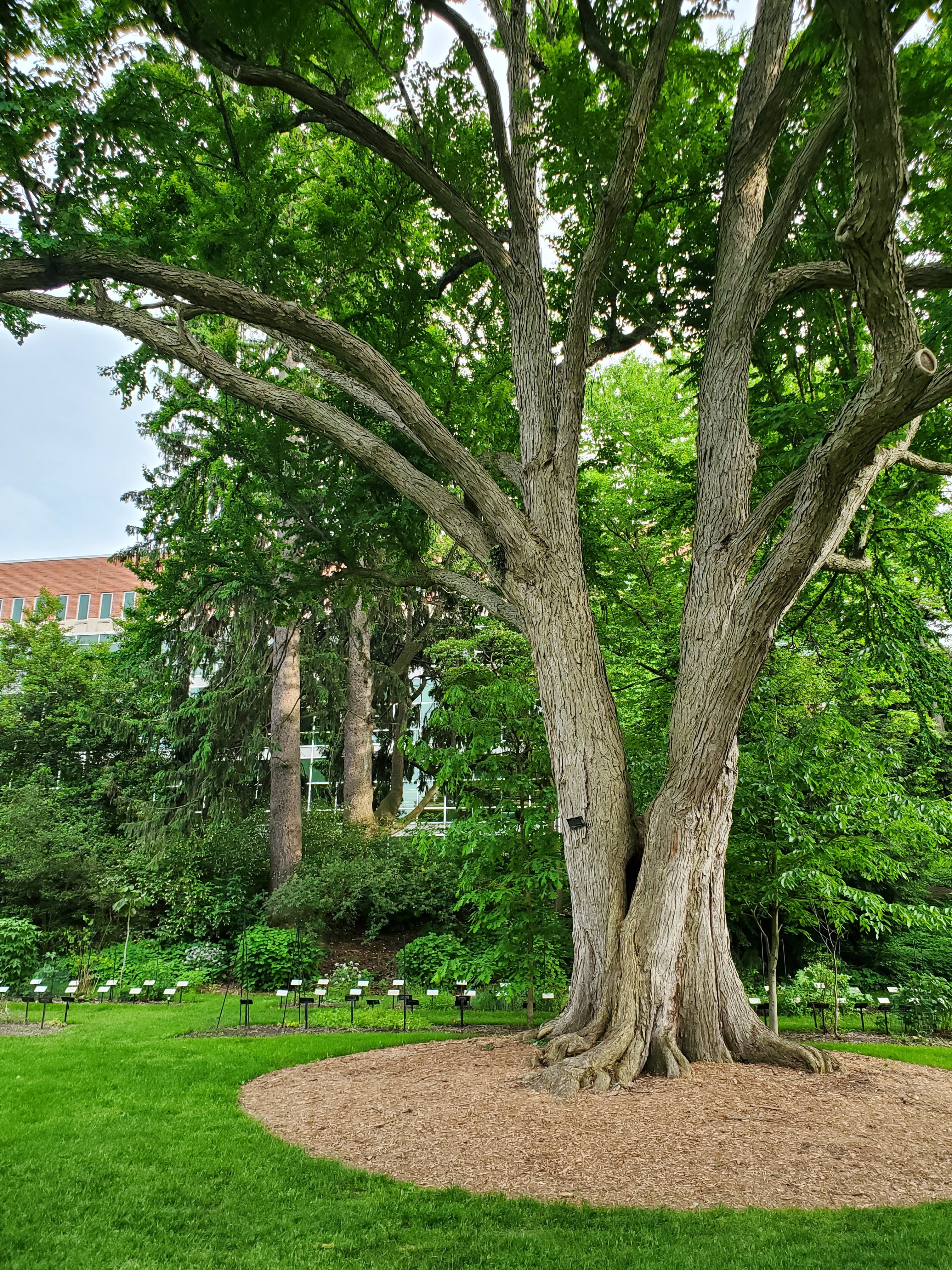 Beal Botanical Garden