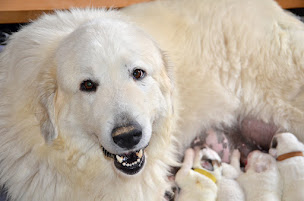 Photo n°19 de Elevage Du Val de Pyrène à Sainte-Marguerite-d'Elle (Éleveur de chiens)