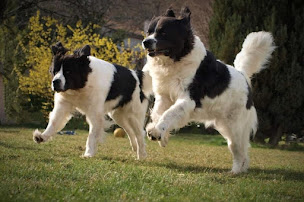 Photo n°11 de De la Tribu Landka à Labastide-sur-Bésorgues (Éleveur de chiens)