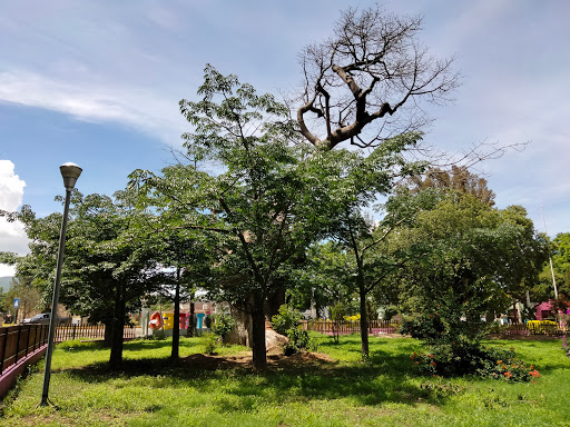 Árbol Ceiba o Pochote - Thumbnail