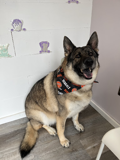 Bark Avenue Grooming Boutique LLC - Thumbnail
