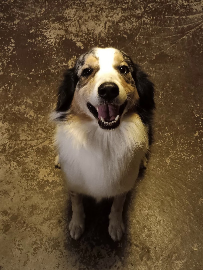 Angel's Pet Sitting in Zephyrhills LLC