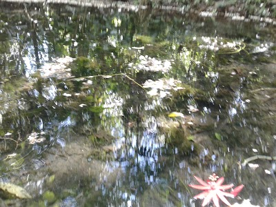 Photos of frog's paradise