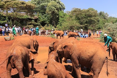 Photos of Jungle Junction