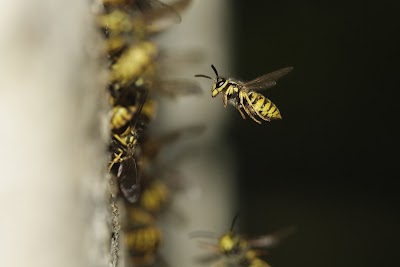 Wespenumsiedlung und Hornissenberatung