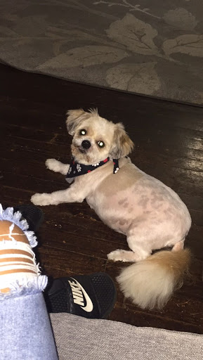 Adorable Dog - Thumbnail