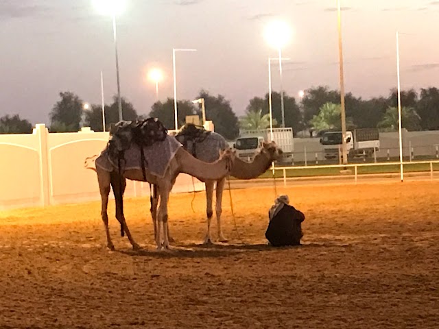 Al Marmoom Camel race track