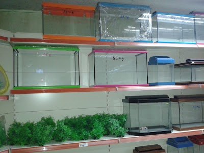 Photos of Flamingo pet shops