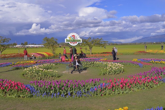 Skagit Valley Tulip Festival