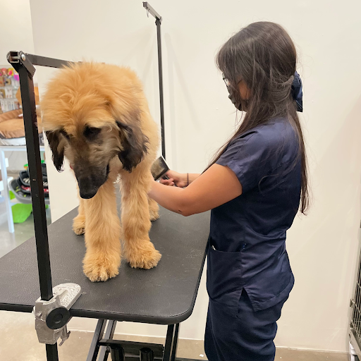 FIGVET VETERINARIA