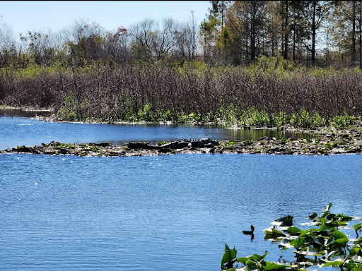 Marsh Landing Adventures / Orlando Airboat Tours Gallery - United States