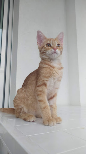 Ambulatorio Veterinario Alba