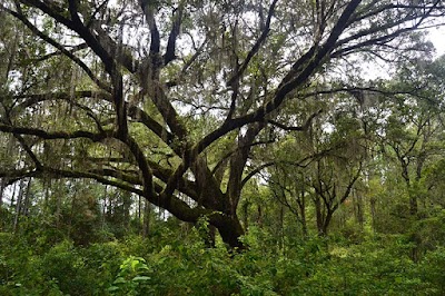 Santa Fe Swamp Lake Alto Tract