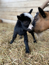 Photo n°13 de La ferme d'idefix à Bagnols-en-Forêt (Ferme à visiter)