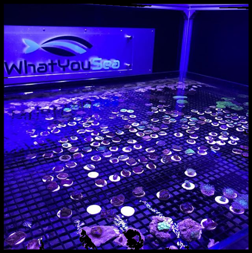 WhatYouSea - Visual