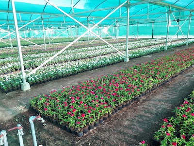 Barari Nursery