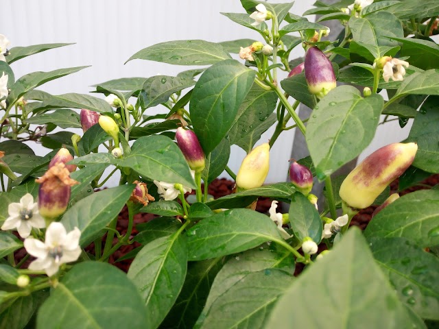 Botanical Garden