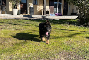 Photo n°16 de Master School à Callian (Dresseur d'animaux de compagnie)